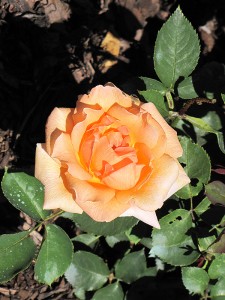 SPECIAL OCCASION (hybrid tea)